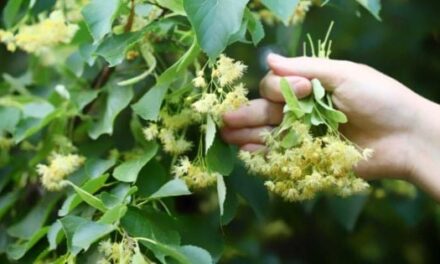 Ihlamur Nasıl Toplanır, Nasıl Kurutulur, Faydaları