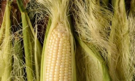 Mısır Püskülü Faydaları: Ne İşe Yarar, Nasıl Kullanılır?