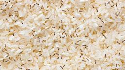 Pirinç karıncalandıysa 1 su bardağı koyup bırakın! Zarar vermeden uzaklaştırıyor