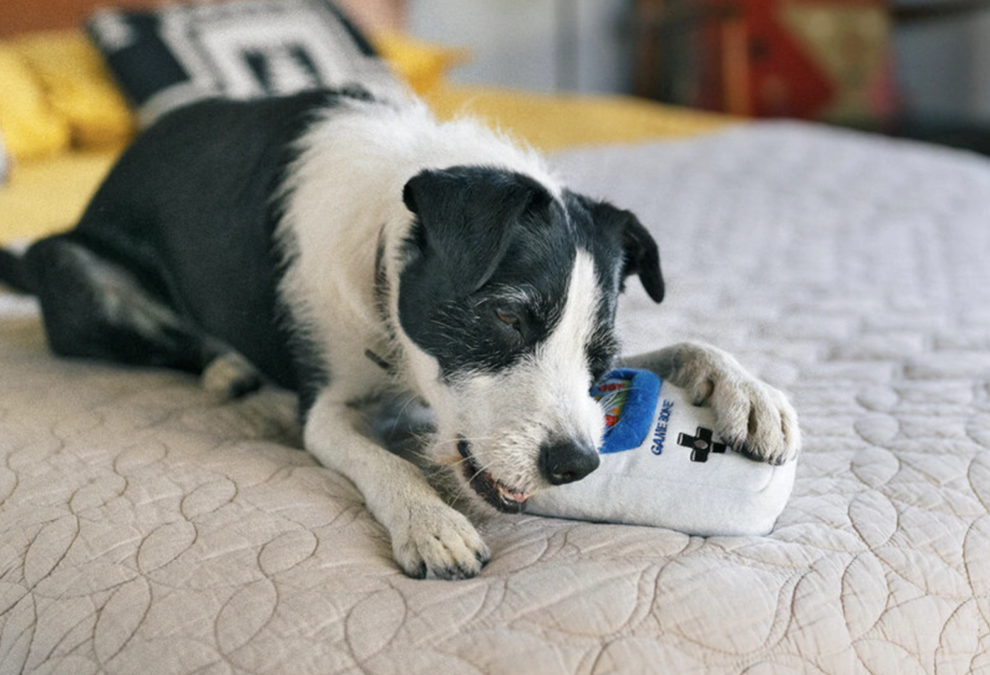 dog chewing on gameboy-shaped dog toy