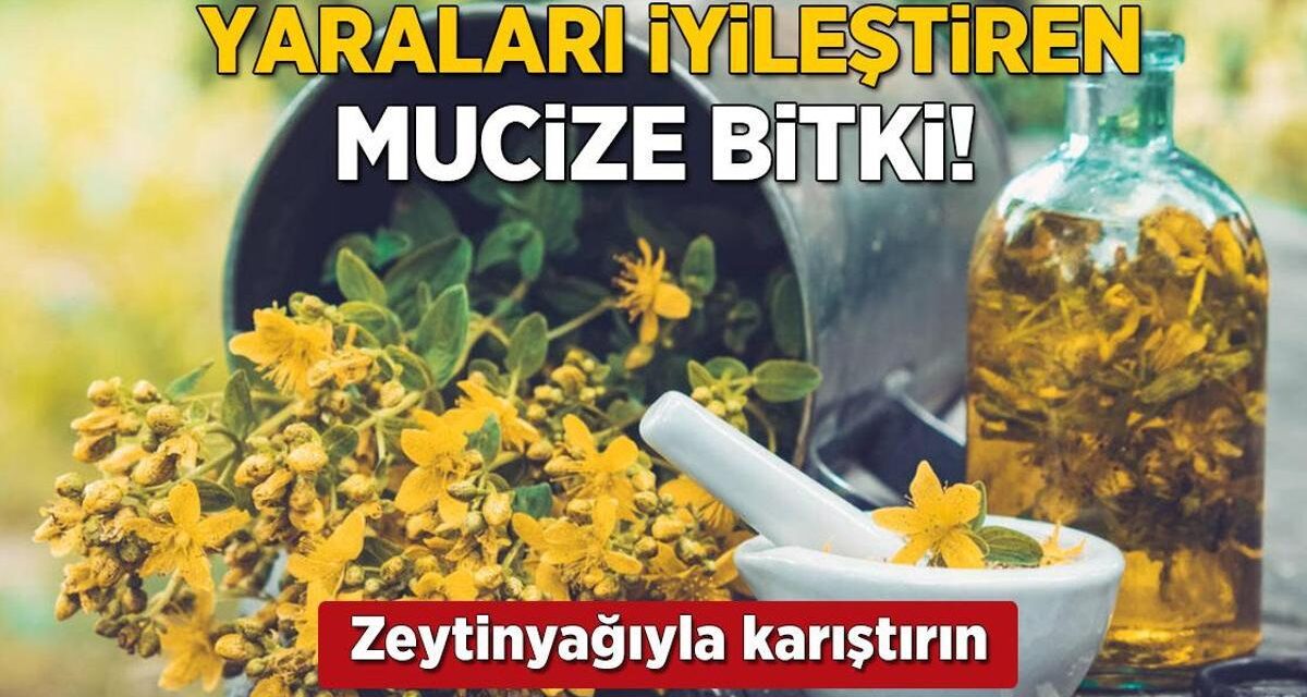 Yaraları iyileştiren mucize! Zeytinyağıyla karıştırınca hızla kapatıyor, leke kalmıyor