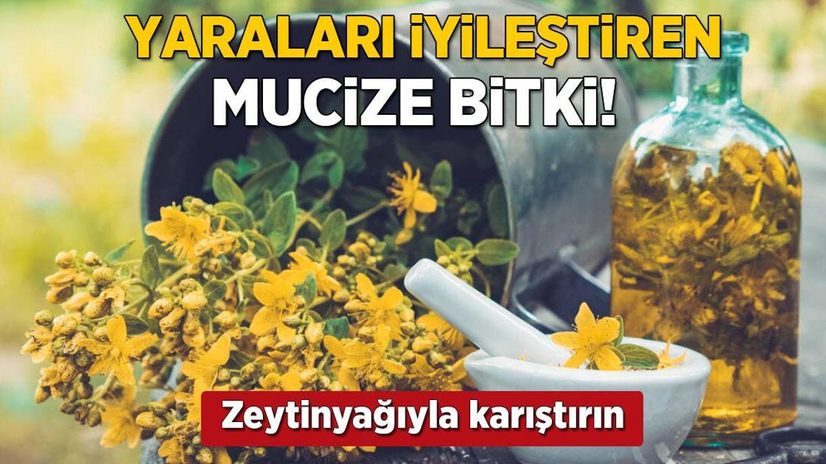 Yaraları iyileştiren mucize! Zeytinyağıyla karıştırınca hızla kapatıyor, leke kalmıyor