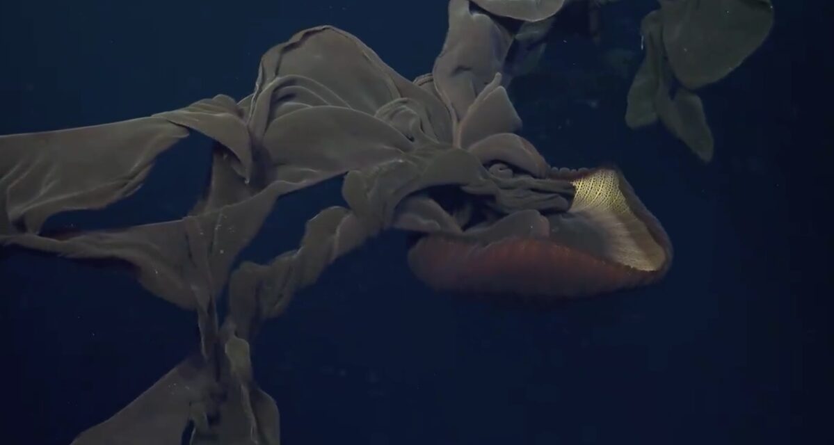 Bunu da gördük: 10 metrelik kollara sahip dev denizanası!