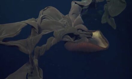 Bunu da gördük: 10 metrelik kollara sahip dev denizanası!