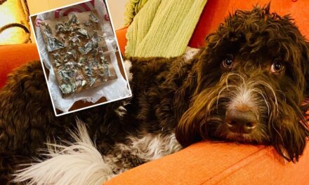 Hayatında hiç yaramazlık yapmamıştı… Ta ki 4 bin doları yiyene kadar