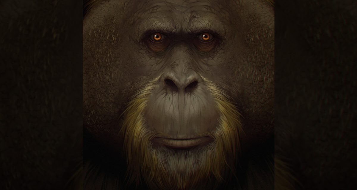 Bir eczanede keşfedilmişti: Dünya’da yaşamış en büyük insansı maymunun soyu nasıl tükendi?