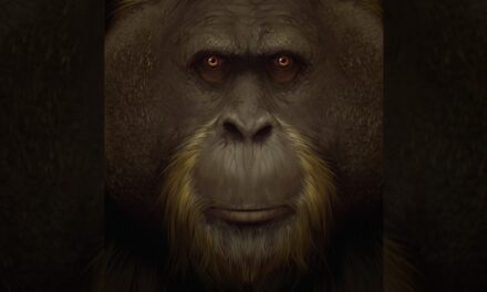 Bir eczanede keşfedilmişti: Dünya’da yaşamış en büyük insansı maymunun soyu nasıl tükendi?