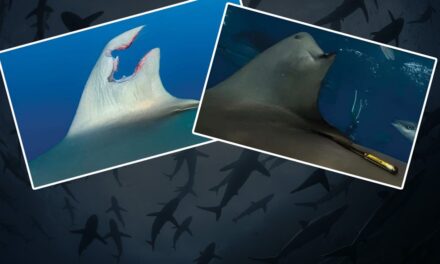 Yüzgecinden koca bir parça kopan köpek balığı kendini nasıl iyileştirdi?