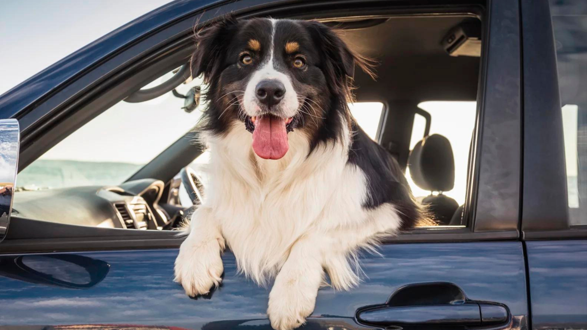 Sağlıklı bir yaşam mı sürüyorsunuz? Sebebi köpeğiniz olabilir…