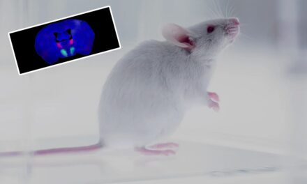 Erkek farelerde libidoyu tetikleyen beyin devresi keşfedildi: ‘İnsanda da varsa…’