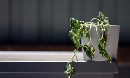 Evde bitkileri ölenler buraya: Hangi odada 5 kat daha fazla büyüyorlar?