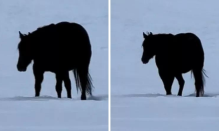 Bu at geliyor mu gidiyor mu? Kimse anlayamıyor!