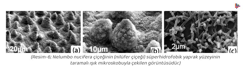 resim-6-nilufer-cicegi