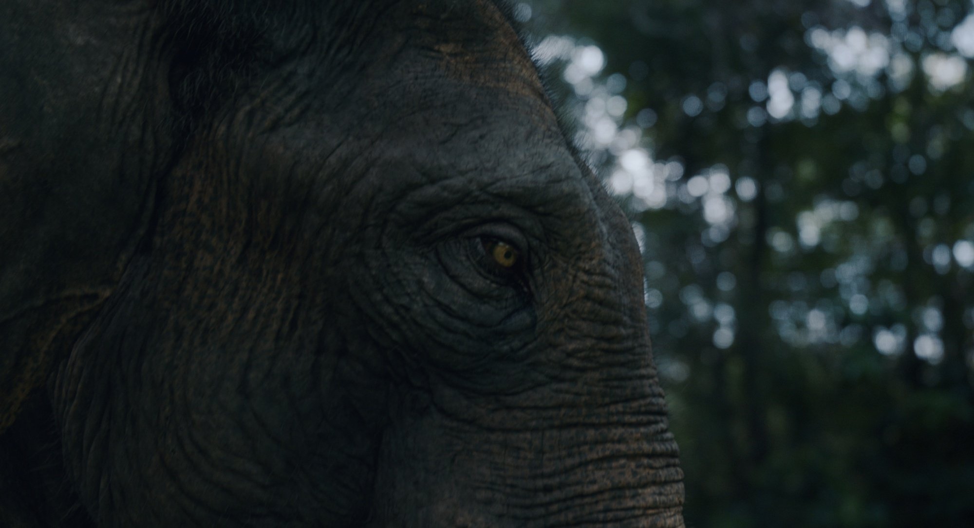 A close-up image of an elephant.