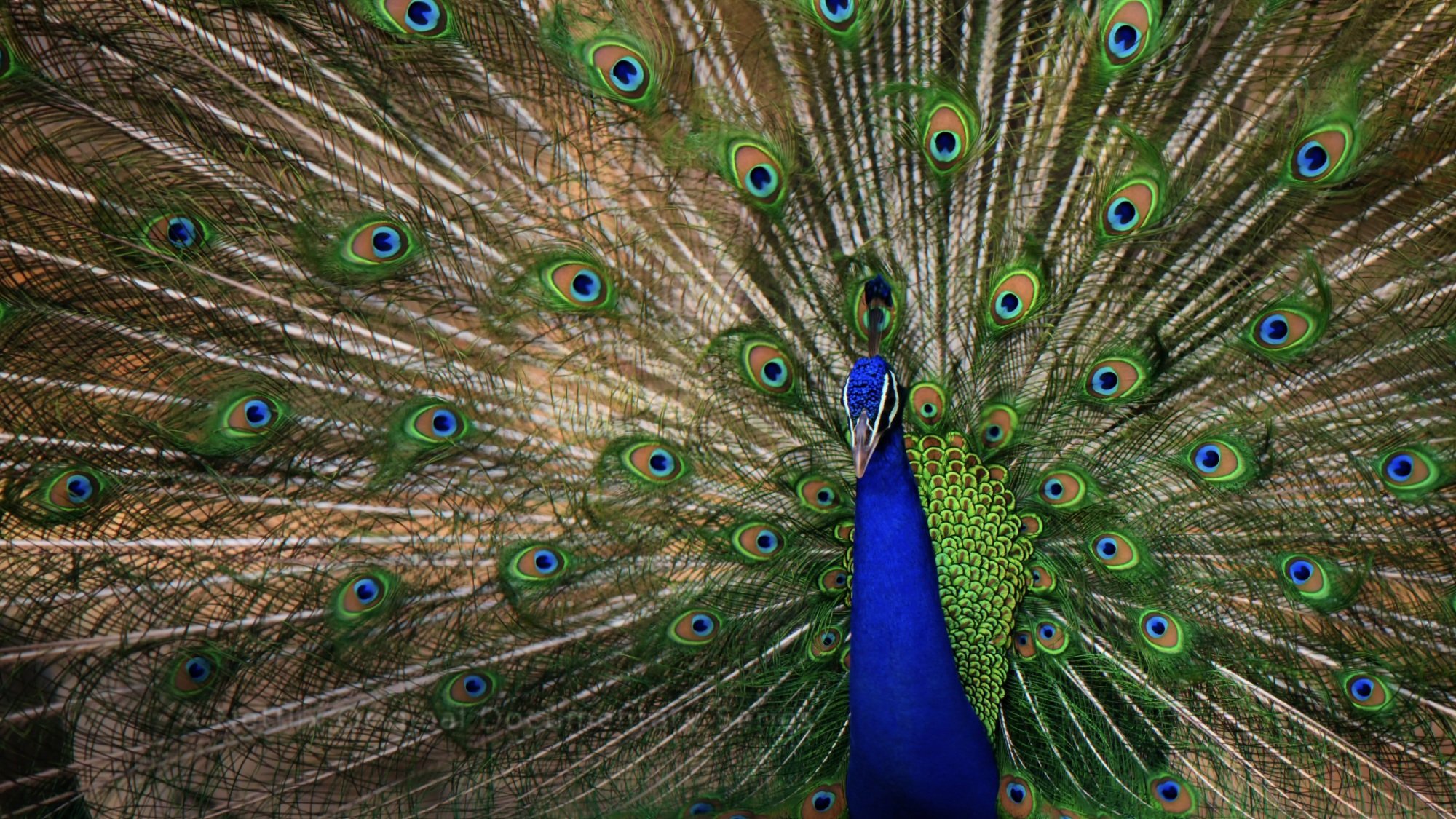 A peacock with its tail completely unfurled and raised behind it.