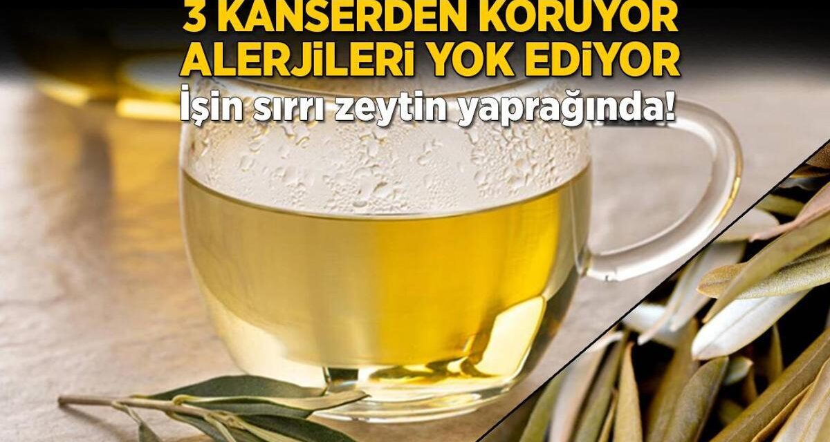 3 kanserden koruyor, alerjileri yok ediyor! İşin sırrı zeytin yaprağında