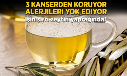 3 kanserden koruyor, alerjileri yok ediyor! İşin sırrı zeytin yaprağında