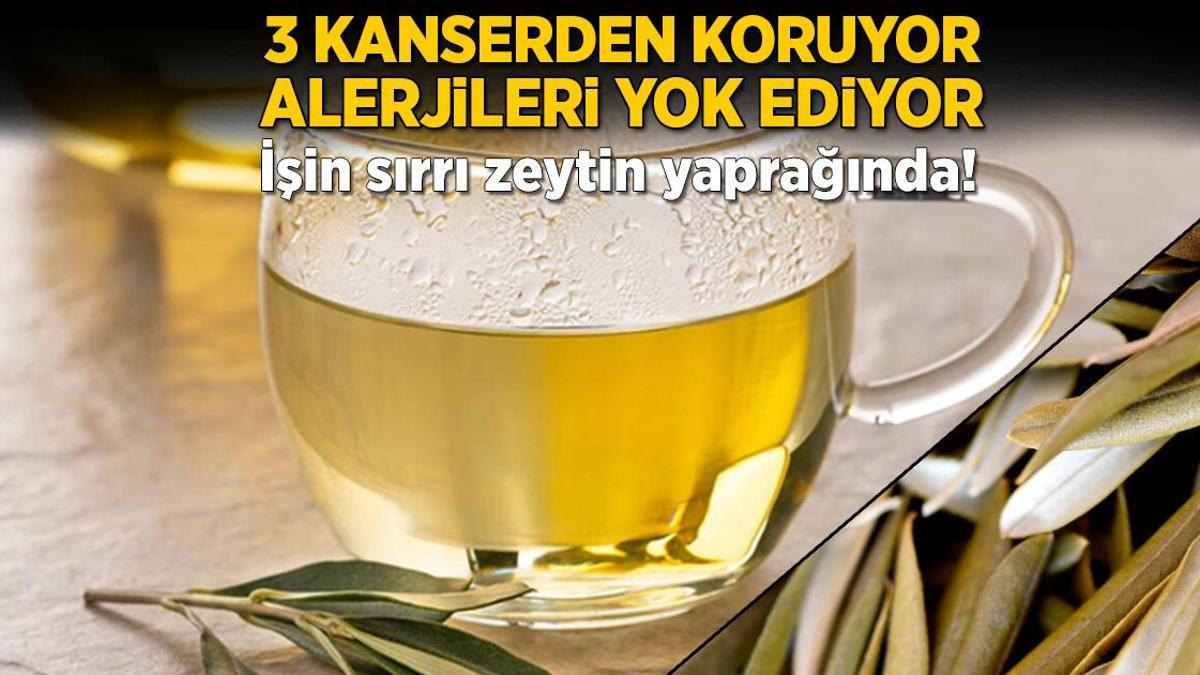 3 kanserden koruyor, alerjileri yok ediyor! İşin sırrı zeytin yaprağında