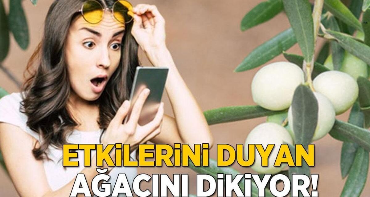 'Beyaz zeytin olur mu' demeyin! Bu etkilerini duyan hemen ağacını dikiyor