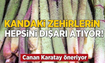 Canan Karatay’ın favorisi, Elazığ’da kendiliğinden yetişiyor! Kandaki zehri dışarı atıyor