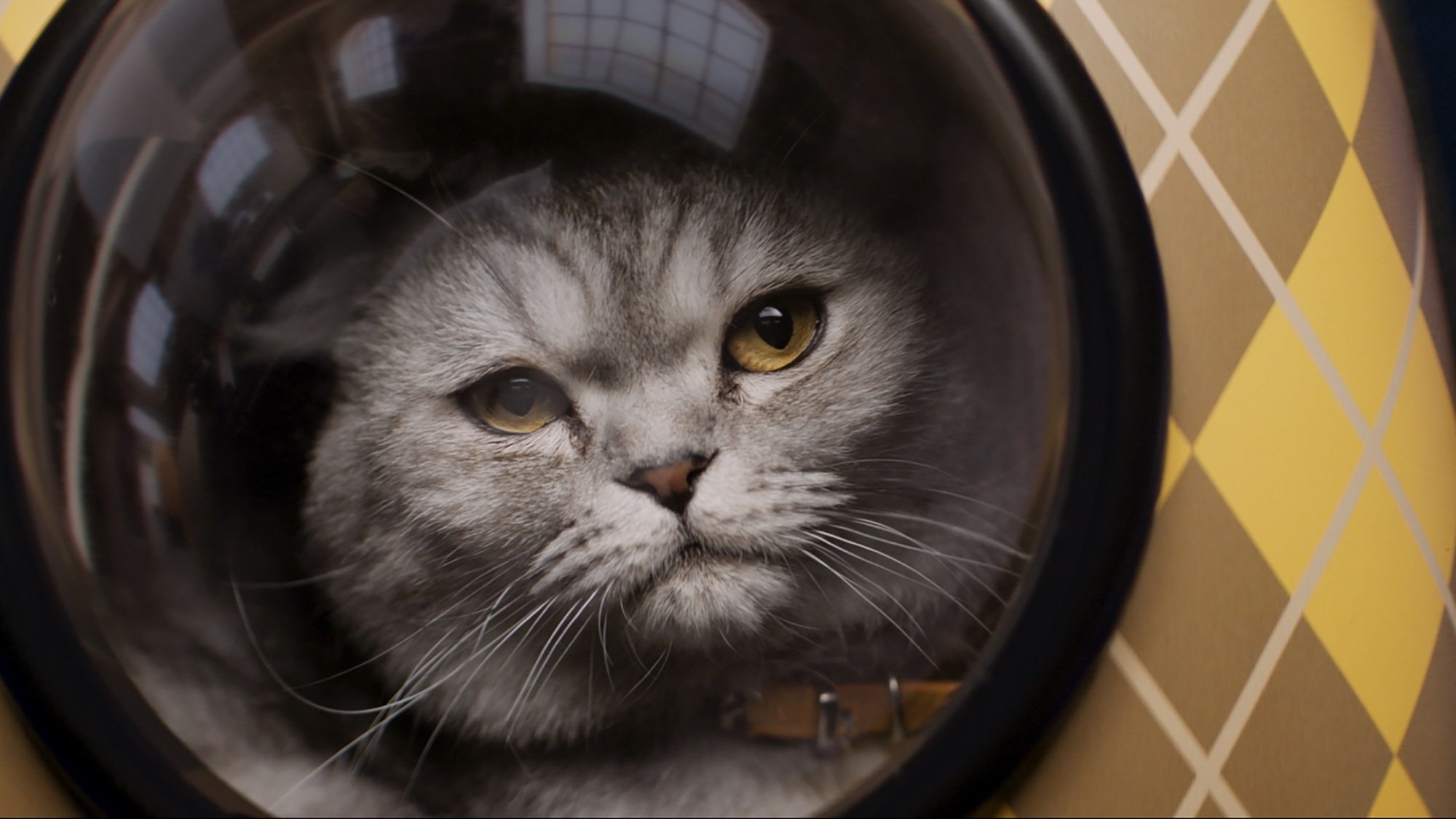 Chip the cat in "Argylle."