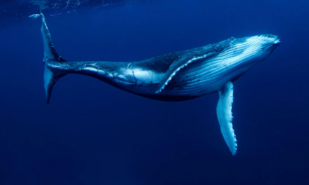 Bilim insanları bulmacayı çözdü: Balinaların ‘gizemli şarkısı’ bize ne anlatıyor?