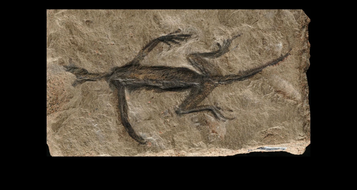 Boyaymış meğer! 280 milyon yıllık antik sürüngen fosilinin ibretlik hikâyesi…