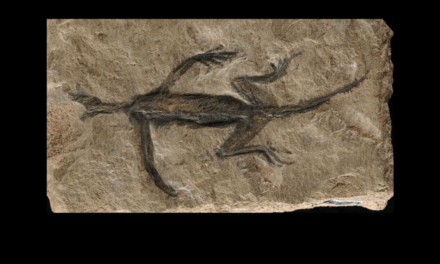 Boyaymış meğer! 280 milyon yıllık antik sürüngen fosilinin ibretlik hikâyesi…