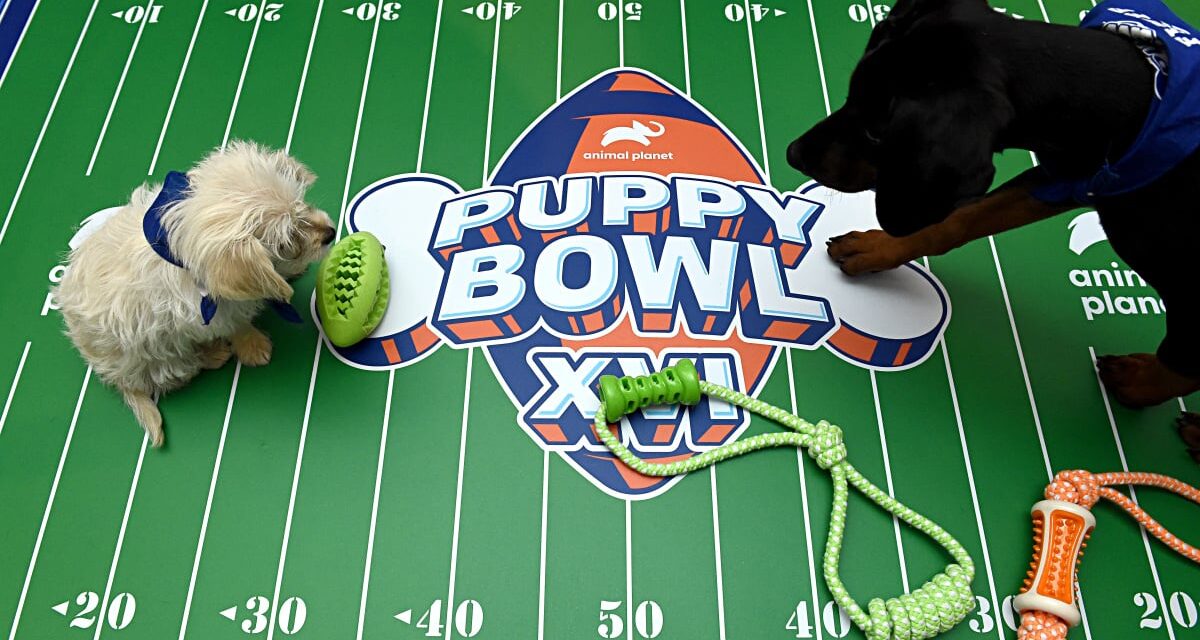 Puppy Bowl had their own ‘Taylor Swift.’ See her here.