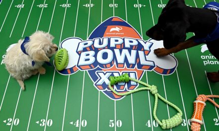 Puppy Bowl had their own ‘Taylor Swift.’ See her here.
