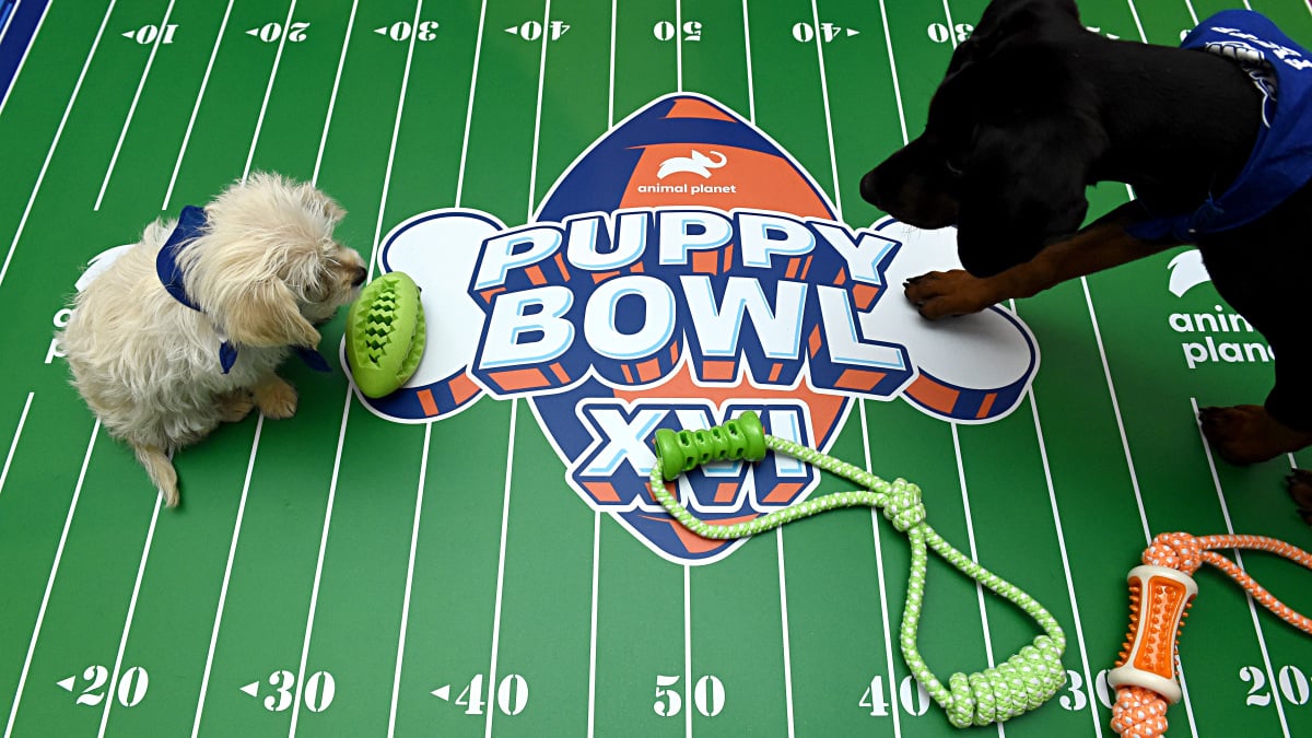 Puppy Bowl had their own ‘Taylor Swift.’ See her here.