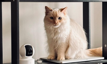 Best home security deal: Kasa security cameras are 35% off at Amazon