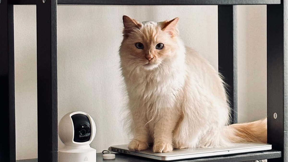 Best home security deal: Kasa security cameras are 35% off at Amazon