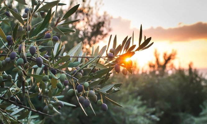 Zeytin bahçeleri içinde bir köy: Zeytinli