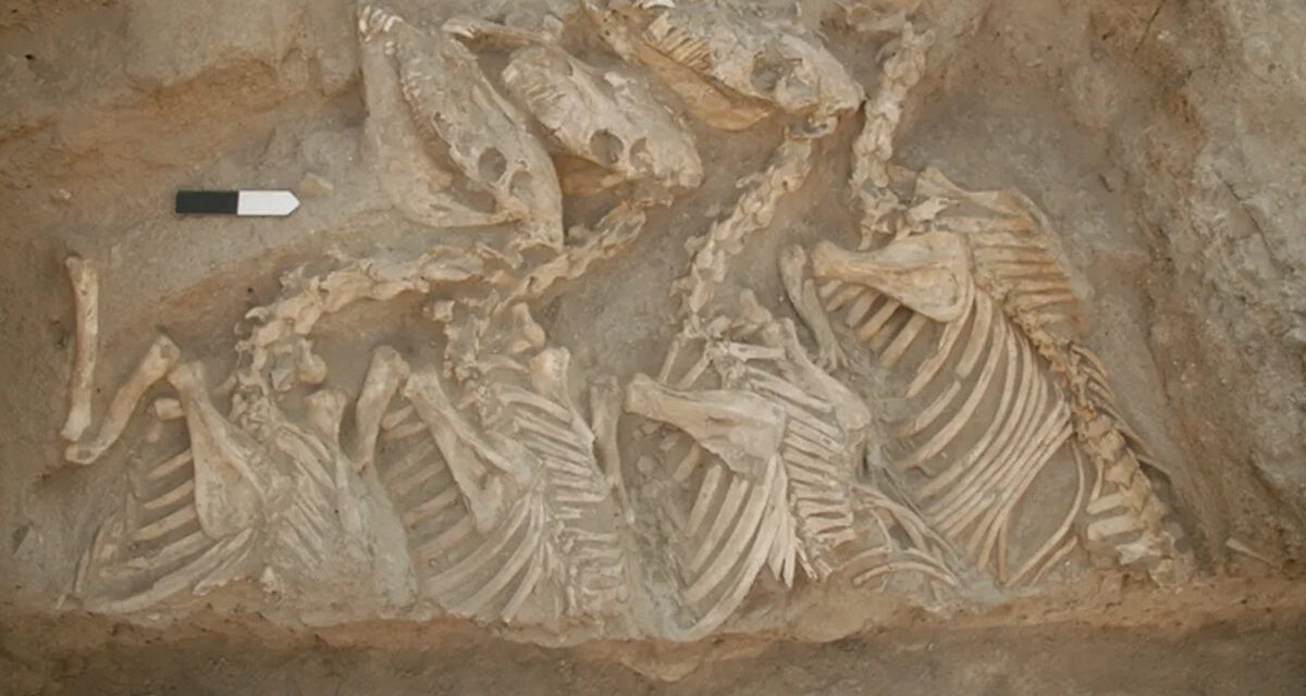 Tarihin ilk melez hayvanları 4 bin 500 yıl önce Mezopotamya’da üretilmiş