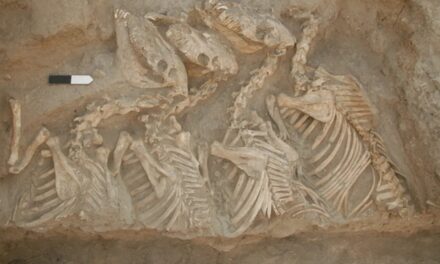 Tarihin ilk melez hayvanları 4 bin 500 yıl önce Mezopotamya’da üretilmiş