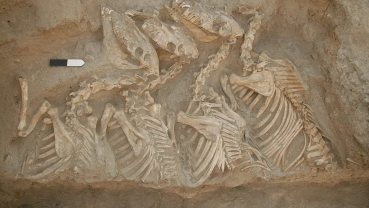Tarihin ilk melez hayvanları 4 bin 500 yıl önce Mezopotamya’da üretilmiş