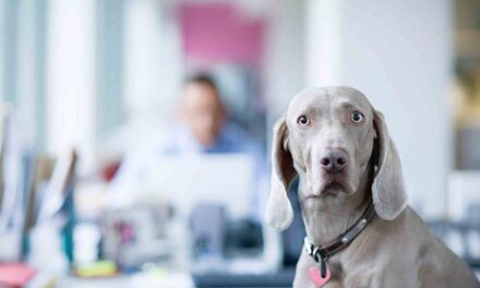 Yanında sigara içmek köpeğinizin kanser olma ihtimalini artırıyor! (Kendinizi düşünmüyorsanız)