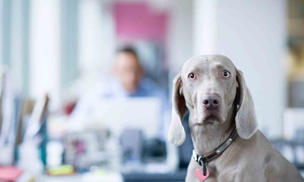 Yanında sigara içmek köpeğinizin kanser olma ihtimalini artırıyor! (Kendinizi düşünmüyorsanız)