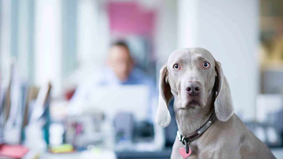 Yanında sigara içmek köpeğinizin kanser olma ihtimalini artırıyor! (Kendinizi düşünmüyorsanız)