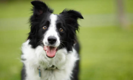 Hayvanlar gerçekten insanlardaki korkunun kokusunu alabilir mi?