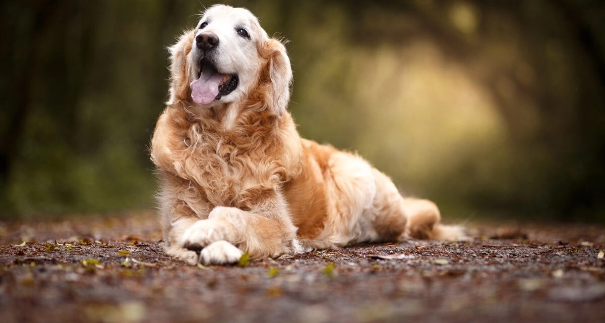 Köpekler için kanser aşısı: Hayatta kalma oranlarını iki katına çıkardı