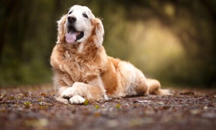 Köpekler için kanser aşısı: Hayatta kalma oranlarını iki katına çıkardı