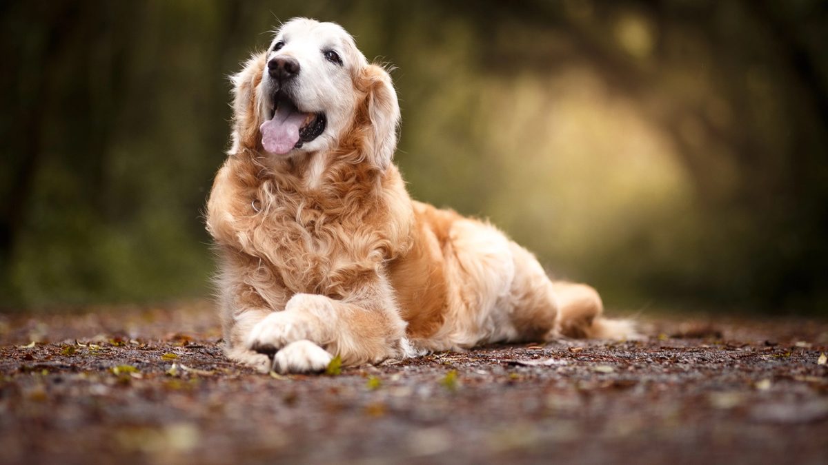 Köpekler için kanser aşısı: Hayatta kalma oranlarını iki katına çıkardı