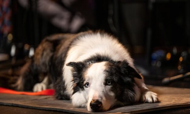 Messi, the canine star of ‘Anatomy of a Fall,’ won’t attend the Oscars, much to our dismay