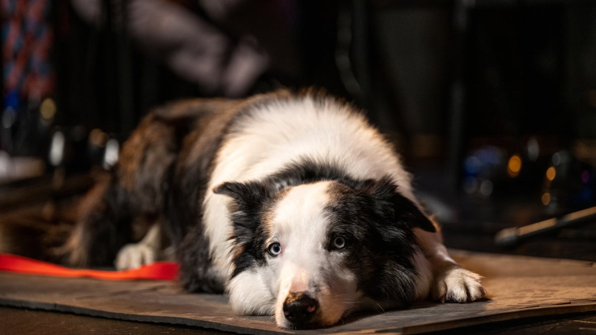 Messi, the canine star of ‘Anatomy of a Fall,’ won’t attend the Oscars, much to our dismay