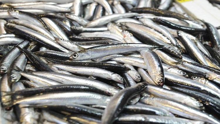 Balık sezonu yarın kapanıyor – Son Dakika Haberler