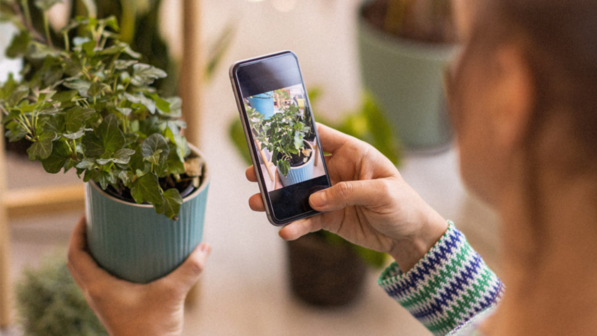 Best AI plant identifier deal: 71% off lifetime subscription