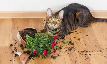 Kediniz ‘gıcık’ değil! Sadece yanlış anlaşılıyor…