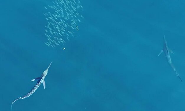 Bilim insanlarından ilginç keşif: Marlinler avlanırken neden sinyal veriyor?